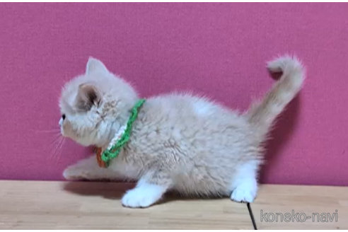 成約済の東京都のブリティッシュショートヘア-103707の4枚目